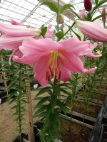 [4435 PO32 Diamante  No02.JPG]